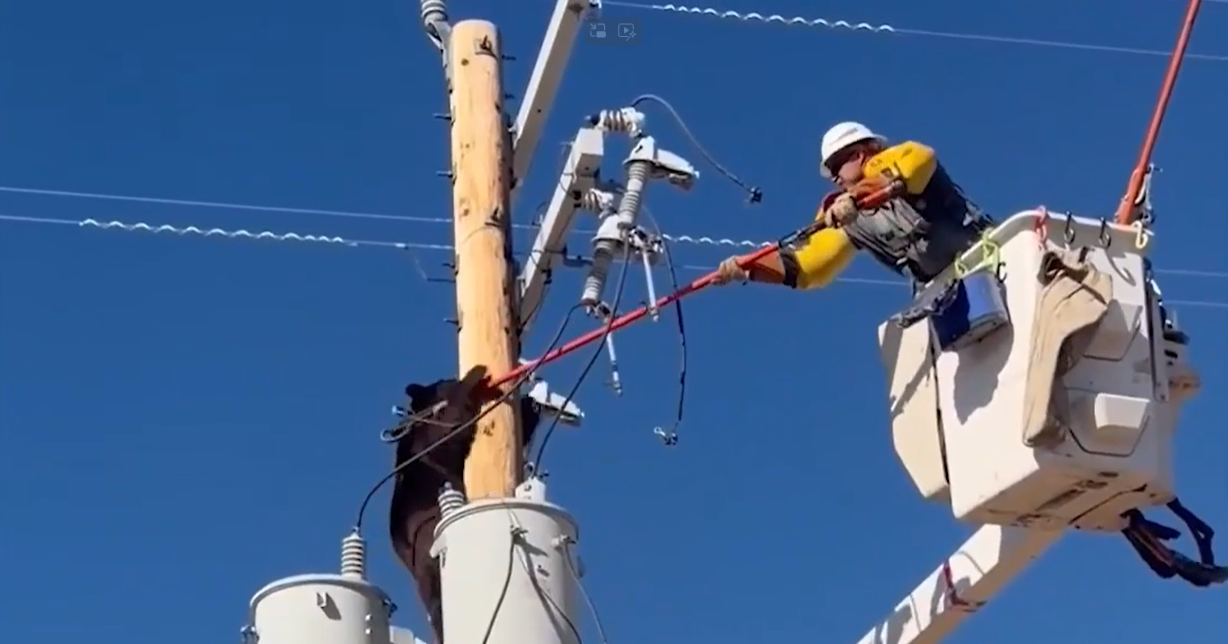 Line mechanic saves bear